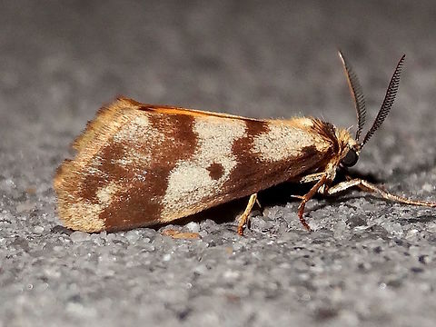 Clouded footman (Anestia ombrophanes) Found at night in a local national park.
This is the male. The female, cocoon and eggs are here...
https://www.jungledragon.com/image/37371/clouded_footman_cocoon_eggs_anestia_ombrophanes.html Anestia ombrophanes,Australia,Fall,Geotagged