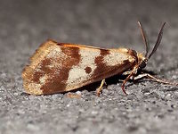 Clouded footman (Anestia ombrophanes) Found at night in a local national park.<br />
This is the male. The female, cocoon and eggs are here...<br />
https://www.jungledragon.com/image/37371/clouded_footman_cocoon_eggs_anestia_ombrophanes.html Anestia ombrophanes,Australia,Fall,Geotagged