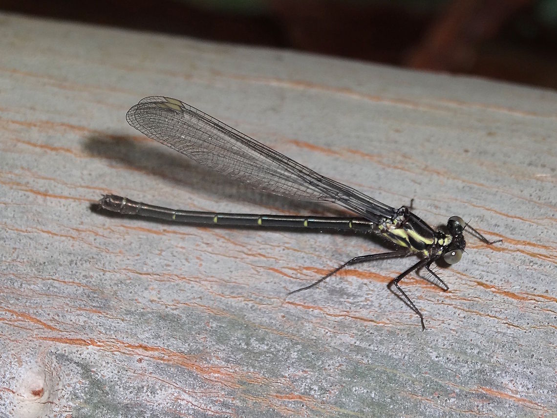 Common flatwing (Austroargiolestes icteromelas) Mature males are readily identifiable by the thorax (only) being very pruinose. <br />
Mature females can also be quite pruinescent on the thorax. <br />
These are medium-sized damselflies that perch with their wings spread flat (except shortly after emerging). This one is a young female and the pterostigma colour should darken on maturity. Australia,Austroargiolestes calcaris,Austroargiolestes icteromelas,Common flatwing,Damselfly,Geotagged,Odonata,Powdered flatwing,Spring