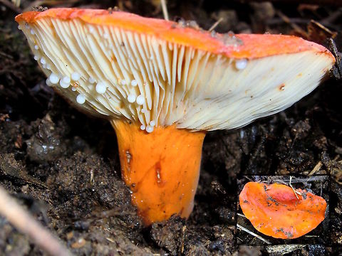 Golden milkcap (Lactarius clarkeae) Lucky to find one producing so much milk. It was literally dripping off while I was snapping the camera.
About 100mm across the cap.
It always impresses me how these look so fresh and clean when they always come out of soggy, sticky dark earth.
Interesting to note that the original description reads: 
"Pileus 3 ins. (7.5 cm.) in diameter, infundibuliform, matt, reddish-fawn...." !?? 
So what's the deal with these bright yeloow/orange ones? Australia,DRNP,Fall,Geotagged,Lactifluus clarkeae,endemic,milkcap
