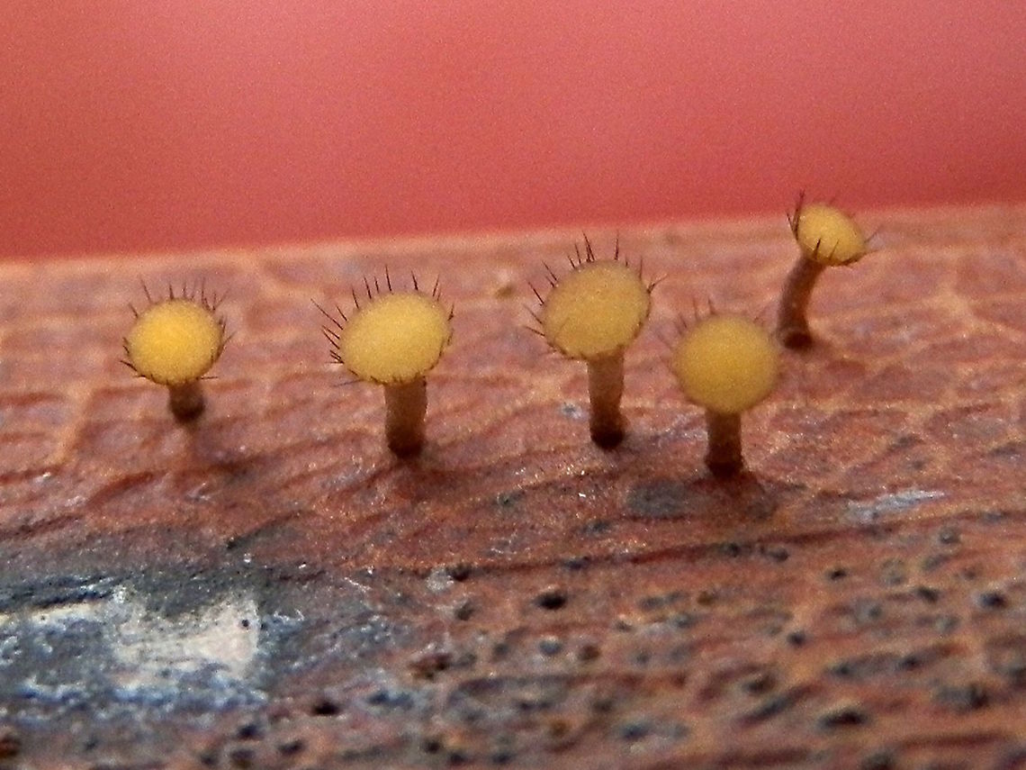 Fringed leaf tacks (Hymenotorrendiella eucalypti) Found on an Acacia leaf in a damp area next to a stream.<br />
About 0.1 to 1mm across.<br />
&quot;Beaton and Weste (1977)<br />
and Johnston and Gamund&iacute; (2000) regarded T. eucalypti as an Acacia-specialised species. Despite its epithet, the type<br />
specimen of T. eucalypti is on Acacia phyllodes (Dennis 1958).&quot;<br />
<br />
Torrendiella species reported from Australasia, southern South America and China were found to be phylogenetically distinct and have been recombined in the newly proposed genus Hymenotorrendiella. The Hymenotorrendiella species are distinguished morphologically from Rutstroemia in having a Hymenoscyphus-type rather than Sclerotinia-type ascus apex. Australia,Fall,Fungi,Geotagged,Torrendiella eucalypti
