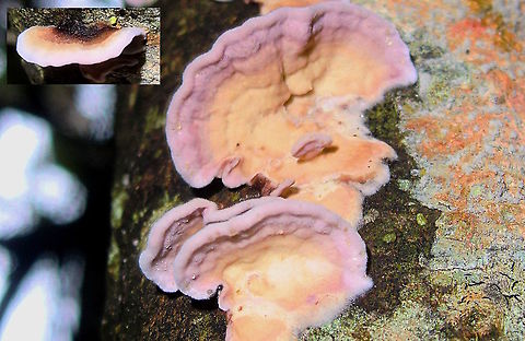 Invasive Silver leaf (Chondrostereum purpureum) This introduced species of fungus, although very pretty at some stages, is invading our local national park.
Yet to determine the species of native tree it has infessted.
These 'brackets' are about 25 to 30 mm wide. Australia,Chondrostereum purpureum,Geotagged,Winter