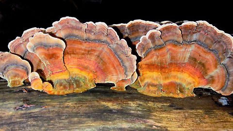 Turkey tails on eucalyptus (Coriolus versicolor) By far the most colourful patch I have ever found. 
On a wet, barkless eucalyptus log in a very dark and damp part of the local national park. Australia,DRNP,Geotagged,Trametes versicolor,Winter