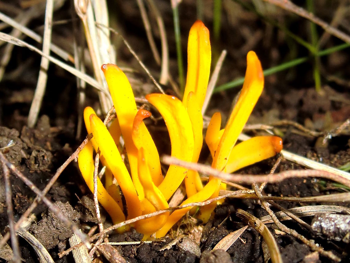 Bunch of tiny bananas (Clavaria amoena) Clavaria amoena found in a dense kunzea woodland.<br />
Quite a dark location so they really stood out.<br />
Glenfern Valley reserve, Upwey Australia,Clavaria,Clavaria amoena,Geotagged,Winter,Yellow Coral Fungus