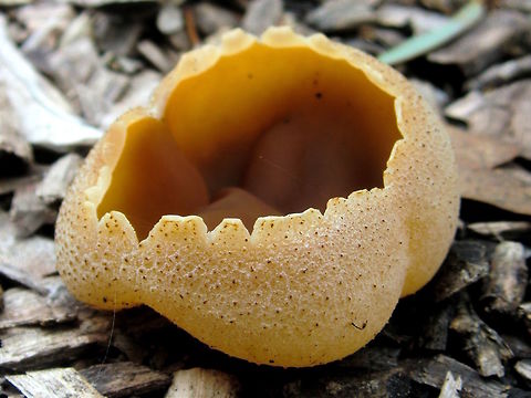 Palomino cup (Peziza repanda) Hundreds at all stages of development, in council wood chip mulch about 2 years old, outside the local library.
This one was about 40mm wide. Australia,Geotagged,Peziza repanda,Winter,peziza repanda