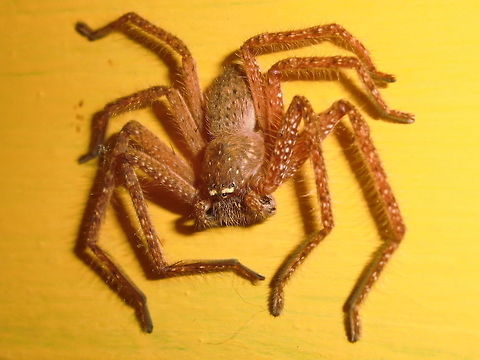 A welcome winter visitor (Neosparassus ?salacius) Young male about 60mm leg span.
Not much to offer him indoors - maybe a few Pholcidae. Australia,Geotagged,Huntsman Spider,Neosparassus salacius,Winter