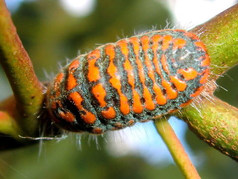Giant snowball mealy bug - (Monophlebulus sp) At last some arthropods. I wonder if these overwinter.
Might be Monophlebulus pilosior.
About 19mm long on a very small Eucalyptus obliqua. Australia,ChurchillNP,Geotagged,Winter