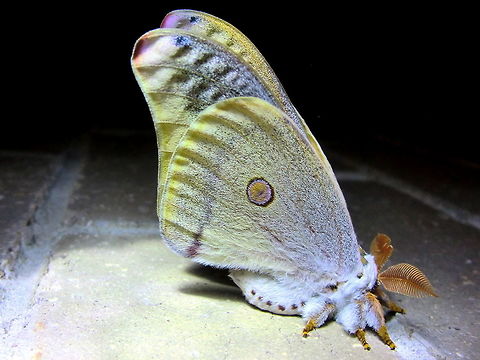Helena gum moth - (Opodiphthera helena) These large Saturnid moths are usually brown, orange or tan coloured but this one revealed lovely pastel tones under both wings.
Wingspan was about 160 mm.
Found near midnight at the edge of a local national park.
 Australia,DRNP,Geotagged,Helena gum moth,Opodiphthera helena,Spring