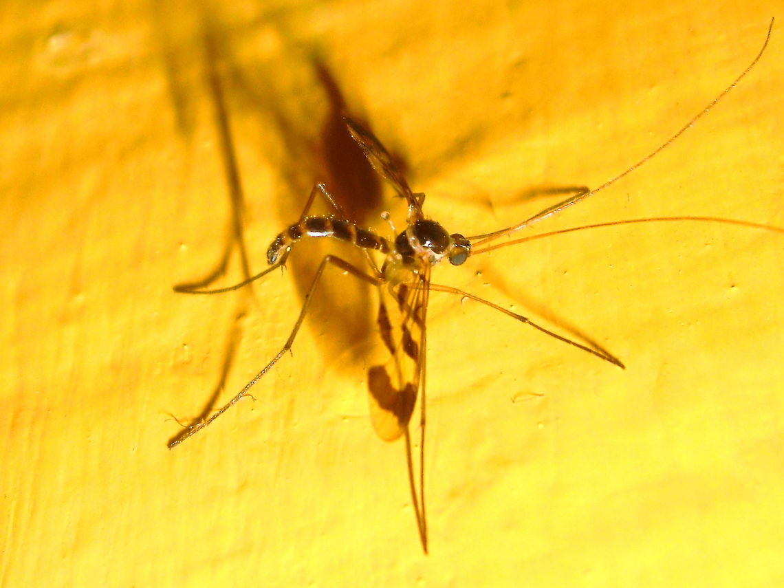 Tiny fungus gnat (Keroplatidae; Macrocera sp.) This tiny dipteran (6mm) was almost mistaken for a mosquito (and dealt with accordingly) but I thought I could see something different about it's flight. After zooming it turned out very different. Still searching for species. Australia,Geotagged,Spring,diptera,fly,macrocera