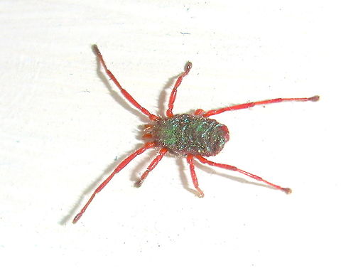 Red velvet mite (Trombidiformes; Erythraeidae, Rainbowia sp.) We have many species of red velvet mites but I had never seen this type with a green body. 
About 5mm body length. Still searching for species. Australia,Erythraeidae,Geotagged,Spring