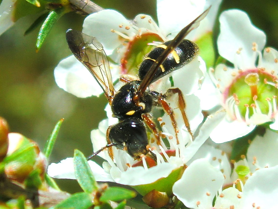 Halictid bee (Lasioglossum tertium) Small handsome bee about 10mm long. Feeding on Leptospermum scoparium flowers.<br />
<a href="http://bie.ala.org.au/species/urn:lsid:biodiversity.org.au:afd.taxon:3163a4f3-fb44-48a9-86ac-cd48a435f147#overview" rel="nofollow">http://bie.ala.org.au/species/urn:lsid:biodiversity.org.au:afd.taxon:3163a4f3-fb44-48a9-86ac-cd48a435f147#overview</a><br />
<a href="http://www.padil.gov.au/pollinators/pest/main/138203" rel="nofollow">http://www.padil.gov.au/pollinators/pest/main/138203</a><br />
 Australia,Geotagged,Halictidae,Lasioglossum tertium,Native tertium halictid,Spring,bee