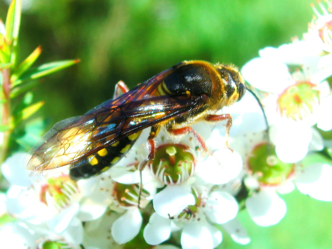 Large flower wasp (Tiphiidae; Thynninae) These large native wasps (males about 30mm) are often mistaken for a very large European wasp. They are of course very different... but quite intimidating in flight.<br />
The females are much smaller and wingless. Australia,Geotagged,Spring,wasp