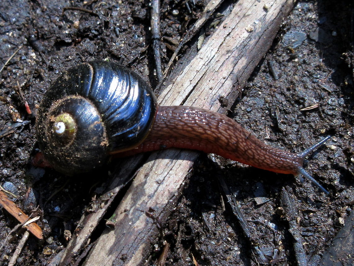 Predatory land snail - Victaphanta atramentaria Found in eastern parts of Victoria this snail actively hunts other snails, slugs, earthworms etc. <br />
A bright red-orange foot; glossy black whorled shell with gold centre; dark red mottled body. <br />
<figure class="photo"><a href="https://www.jungledragon.com/image/55506/predatory_land_snail_-_victaphanta_atramentaria.html" title="Predatory land snail - Victaphanta atramentaria"><img src="https://s3.amazonaws.com/media.jungledragon.com/images/2532/55506_thumb.jpg?AWSAccessKeyId=05GMT0V3GWVNE7GGM1R2&Expires=1759968010&Signature=SKfOD%2F6%2Fmj7bnsU94NnXpwJBK7w%3D" width="200" height="150" alt="Predatory land snail - Victaphanta atramentaria Found on the side of alpine mountain national park. Victaphanta atramentaria,carnivore,land snail" /></a></figure> Australia,Geotagged,Snail,Spring,Victaphanta atramentaria,land snail