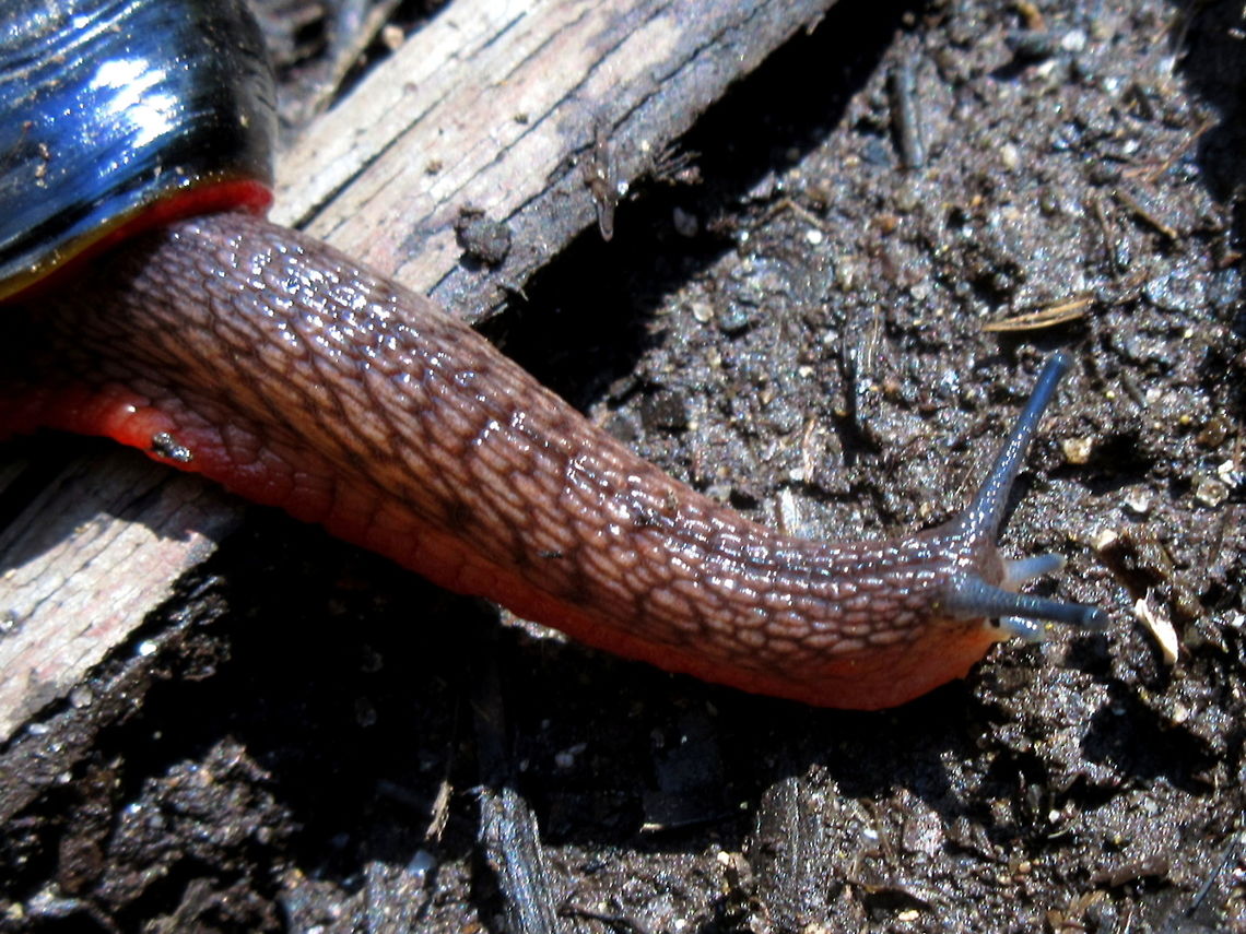 Predatory land snail - Victaphanta atramentaria Found on the side of alpine mountain national park. Victaphanta atramentaria,carnivore,land snail