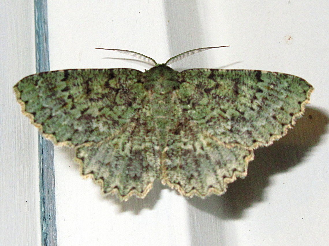 Textured emerald - Hypodoxa muscosaria A welcome little night time visitor unusual in our area.<br />
Drawn to outside lights near midnight.<br />
Approx. 30mm wingspan.<br />
Sorry for the poor photo and camera date is about 3 days fast - that&#039;s what you get with cheapies I suppose. Australia,Geotagged,Hypodoxa muscosaria,Spring