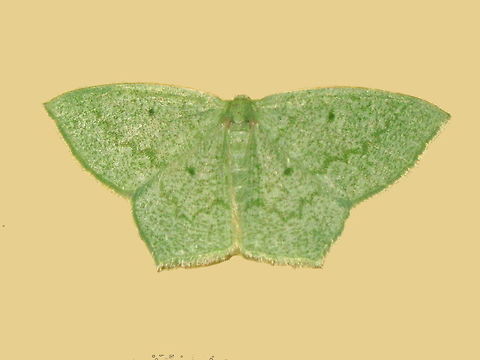 Tiny Emerald - Maxates centrophylla Another unusual but welcome night time gem drawn to our lights near midnight.
Wingspan about 20mm.
(Cameraa date and time is fast by about 3 days) Australia,Geotagged,Maxates centrophylla,Spring,emerald moth,geometrinae