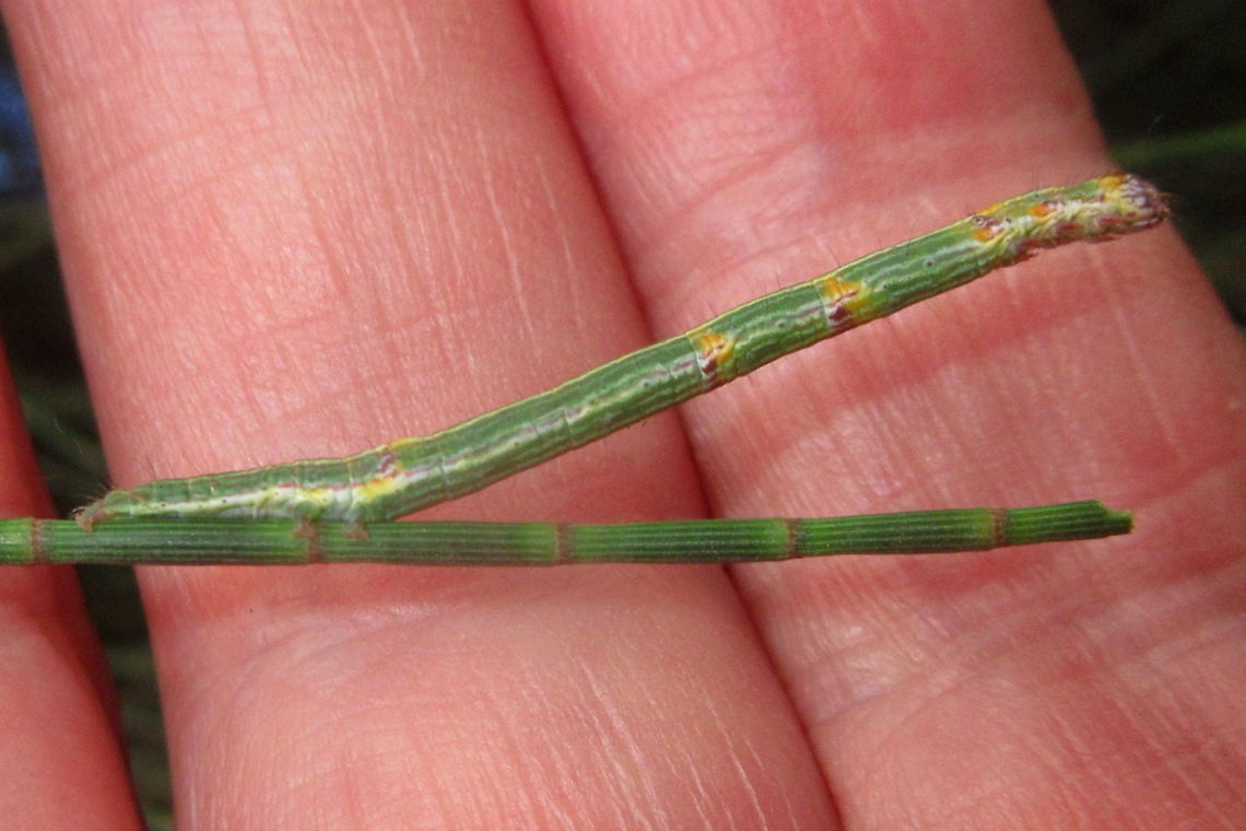 Geometrid catterpillar on Allocasuarina Even with it in hand I wasn&#039;t sure whether this was a &#039;leaf&#039; or something else. <br />
Nice camouflage on Allocasuarina verticillata.  Australia,Geotagged,Phelotis cognata,Summer