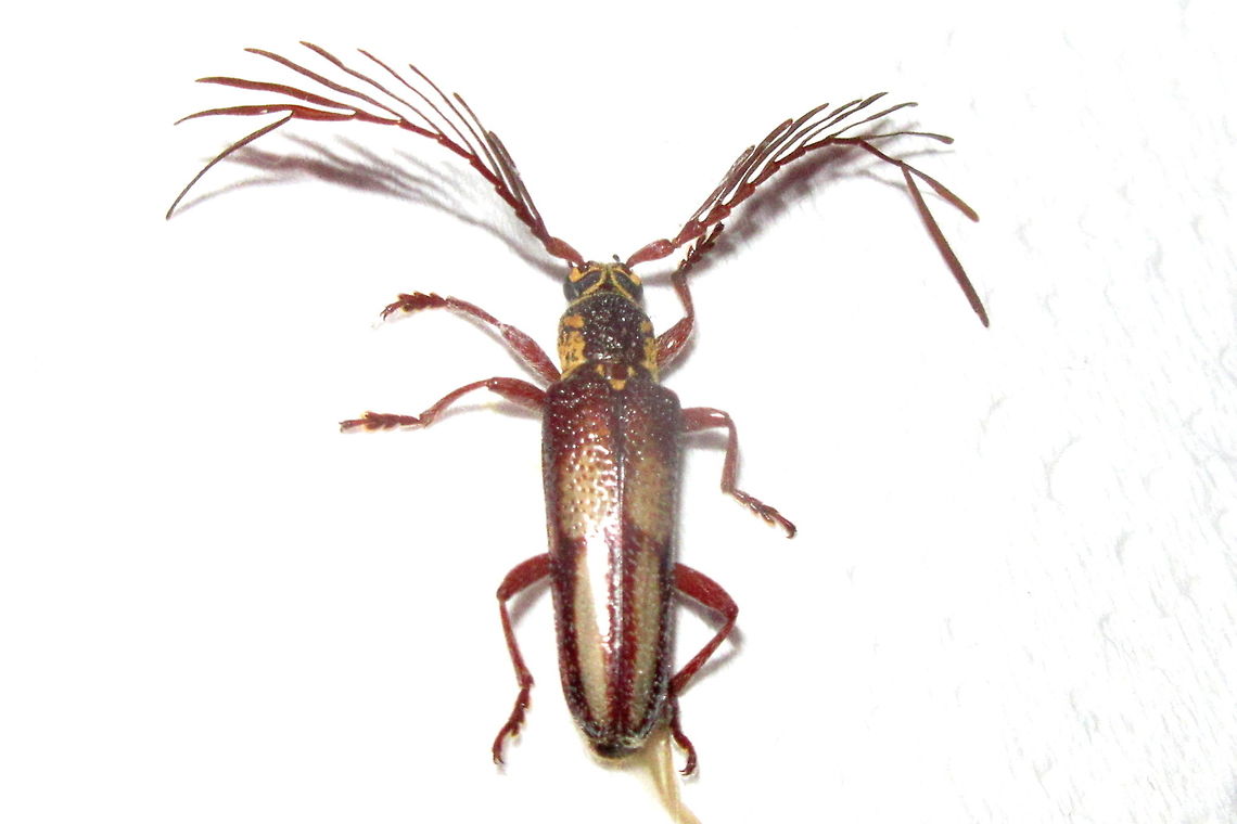 Feather horned longicorn 'Rescued' from the web of a common house spider this one needed a lot of cleaning up with soft paint brushes for a 'photo shoot'.<br />
I assumed it had been envenomed as it was very still but 24 hours later it flew off.  Australia,Geotagged,Piesarthrius marginellus,Summer