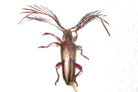 Feather horned longicorn 'Rescued' from the web of a common house spider this one needed a lot of cleaning up with soft paint brushes for a 'photo shoot'.
I assumed it had been envenomed as it was very still but 24 hours later it flew off.  Australia,Geotagged,Piesarthrius marginellus,Summer