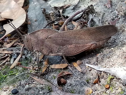 Mimetic Gumleaf Grasshopper (Goniaea australasiae) Mobile phone image.
When so many of the gum leaves are burnt it is so much easier to see a gum leaf mimic.
These critters often lie on their side to add to the mimicry but this one remained vertical.
Still a couple of months to go in the current fire season. Australia,Geotagged,Goniaea australasiae,Grasshopper,United States,fire,mimicry