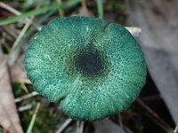 Green marginate entoloma https://www.jungledragon.com/image/94728/greeny-0.html<br />
About 60mm tall and very difficult to see in mixed grasses, mosses and lichens. Others of this species can be white, yellow, olive, pale green, aqua or teal or even combinations of these.<br />
Found on trackside in a local national park. Rain has been above average over the past few weeks. I've been hoping to see this one for years.<br />
Entoloma viridomarginatum (viridomarginata on some sites)<br />
<br />
https://www.jungledragon.com/image/94728 Entoloma viridomarginatum,green,mushroom