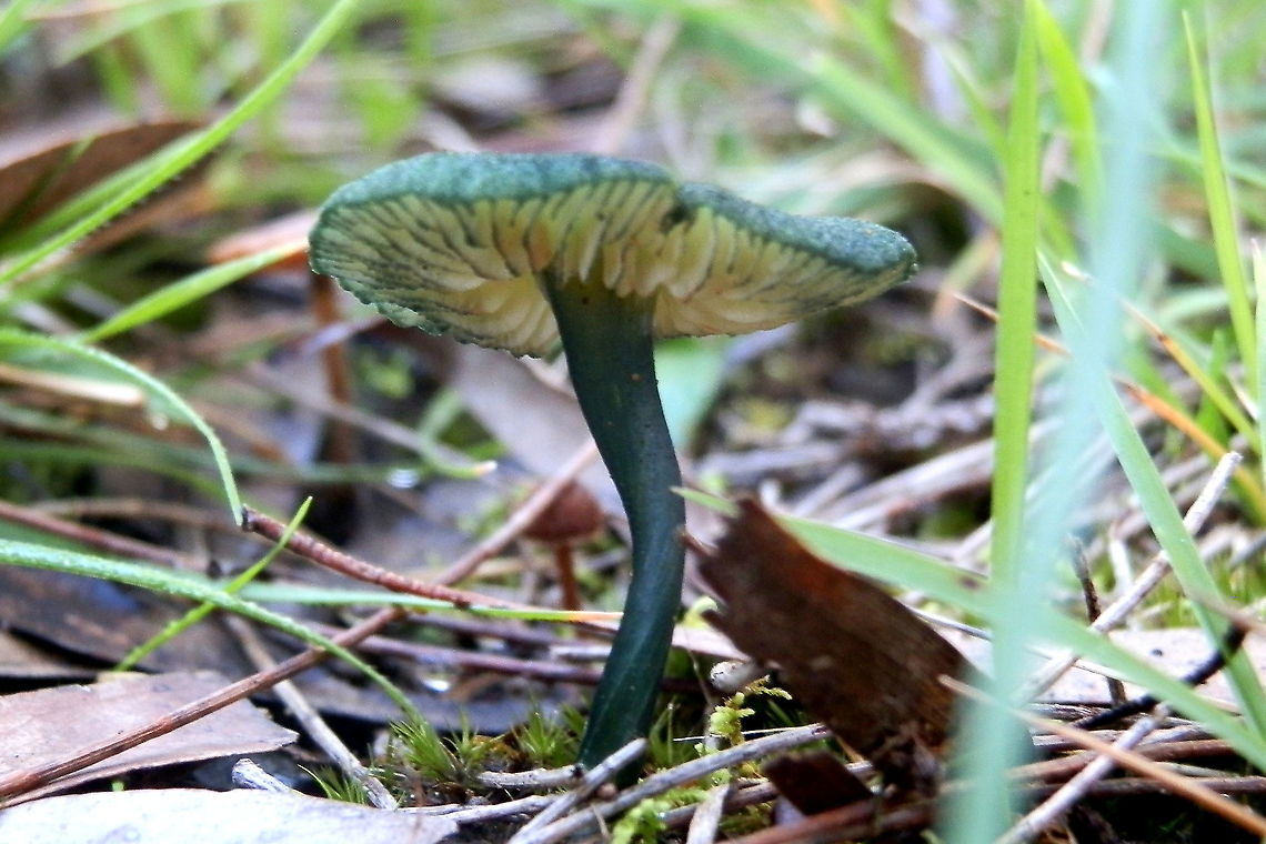 Green maginate entoloma <figure class="photo"><a href="https://www.jungledragon.com/image/94724/green_marginate_entoloma.html" title="Green marginate entoloma"><img src="https://s3.amazonaws.com/media.jungledragon.com/images/2532/94724_thumb.JPG?AWSAccessKeyId=05GMT0V3GWVNE7GGM1R2&Expires=1759968010&Signature=U7vEf6cdSbvnK4CkmYNuOadL8XA%3D" width="200" height="150" alt="Green marginate entoloma https://www.jungledragon.com/image/94728/greeny-0.html<br />
About 60mm tall and very difficult to see in mixed grasses, mosses and lichens. Others of this species can be white, yellow, olive, pale green, aqua or teal or even combinations of these.<br />
Found on trackside in a local national park. Rain has been above average over the past few weeks. I&#039;ve been hoping to see this one for years.<br />
Entoloma viridomarginatum (viridomarginata on some sites)<br />
<br />
https://www.jungledragon.com/image/94728 Entoloma viridomarginatum,green,mushroom" /></a></figure><br />
About 60mm tall and very difficult to see in mixed grasses, mosses and lichens. Others of this species can be white, yellow, olive, pale green, aqua or teal or even combinations of these.<br />
Found on trackside in a local national park. Rain has been above average over the past few weeks. I&#039;ve been hoping to see this one for years.<br />
Entoloma viridomarginatum (viridomarginata on some sites)<br />
 Entoloma viridomarginatum