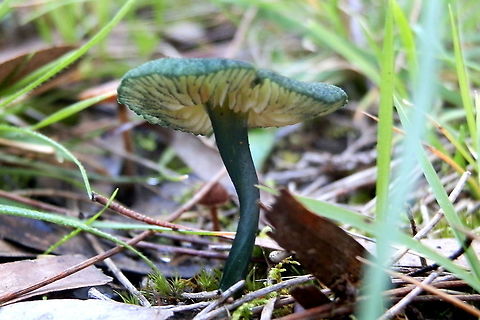Green maginate entoloma https://www.jungledragon.com/image/94724/green_marginate_entoloma.html
About 60mm tall and very difficult to see in mixed grasses, mosses and lichens. Others of this species can be white, yellow, olive, pale green, aqua or teal or even combinations of these.
Found on trackside in a local national park. Rain has been above average over the past few weeks. I've been hoping to see this one for years.
Entoloma viridomarginatum (viridomarginata on some sites)
 Entoloma viridomarginatum