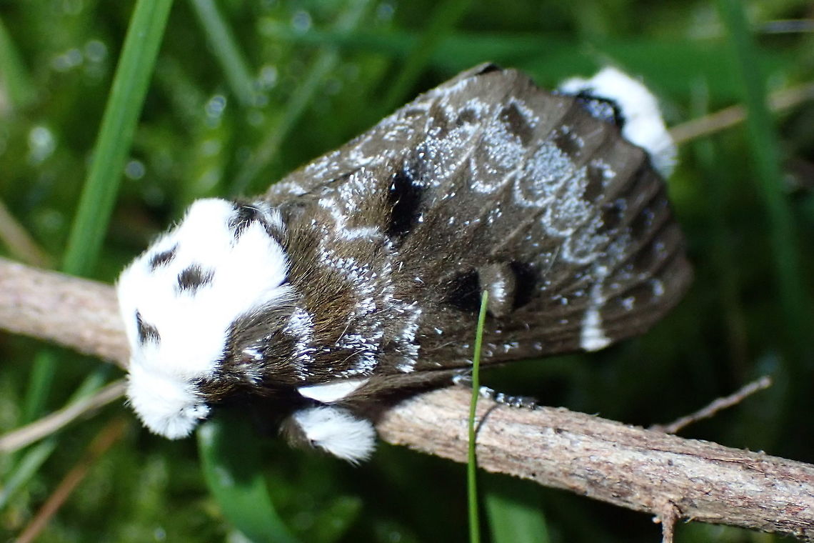 Crexa moth  (Genduara punctigera) So late in the season for these it may have been on it's last legs. <br />
Found clinging to a twig of kunzea it didn't move in spite of my clumsy photographic efforts.<br />
In a local national park while searching for fungi.<br />
<figure class="photo"><a href="https://www.jungledragon.com/image/94781/crexa_moth_genduara_punctigera.html" title="Crexa moth (Genduara punctigera)"><img src="https://s3.amazonaws.com/media.jungledragon.com/images/2532/94781_thumb.JPG?AWSAccessKeyId=05GMT0V3GWVNE7GGM1R2&Expires=1770854410&Signature=gHYBfSLSFPeD6atZegvCgnOwTxE%3D" width="200" height="134" alt="Crexa moth (Genduara punctigera) Rear end<br />
https://www.jungledragon.com/image/94779/crexa_moth_genduara_punctigera.html<br />
https://www.jungledragon.com/image/94780/crexa_moth_genduara_punctigera.html Australia,Genduara punctigera,Geotagged" /></a></figure><br />
<figure class="photo"><a href="https://www.jungledragon.com/image/94780/crexa_moth_genduara_punctigera.html" title="Crexa moth (Genduara punctigera)"><img src="https://s3.amazonaws.com/media.jungledragon.com/images/2532/94780_thumb.JPG?AWSAccessKeyId=05GMT0V3GWVNE7GGM1R2&Expires=1770854410&Signature=u88Kja5jG2TvsyLhO8%2BM5kVTpsc%3D" width="200" height="134" alt="Crexa moth (Genduara punctigera) Ventral view<br />
https://www.jungledragon.com/image/94781/crexa_moth_genduara_punctigera.html<br />
https://www.jungledragon.com/image/94779/crexa_moth_genduara_punctigera.html Australia,Genduara punctigera,Geotagged" /></a></figure> Australia,Crexa moth,Genduara punctigera,Geotagged,Moth