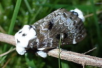 Crexa moth  (Genduara punctigera) So late in the season for these it may have been on it's last legs. <br />
Found clinging to a twig of kunzea it didn't move in spite of my clumsy photographic efforts.<br />
In a local national park while searching for fungi.<br />
https://www.jungledragon.com/image/94781/crexa_moth_genduara_punctigera.html<br />
https://www.jungledragon.com/image/94780/crexa_moth_genduara_punctigera.html Australia,Crexa moth,Genduara punctigera,Geotagged,Moth