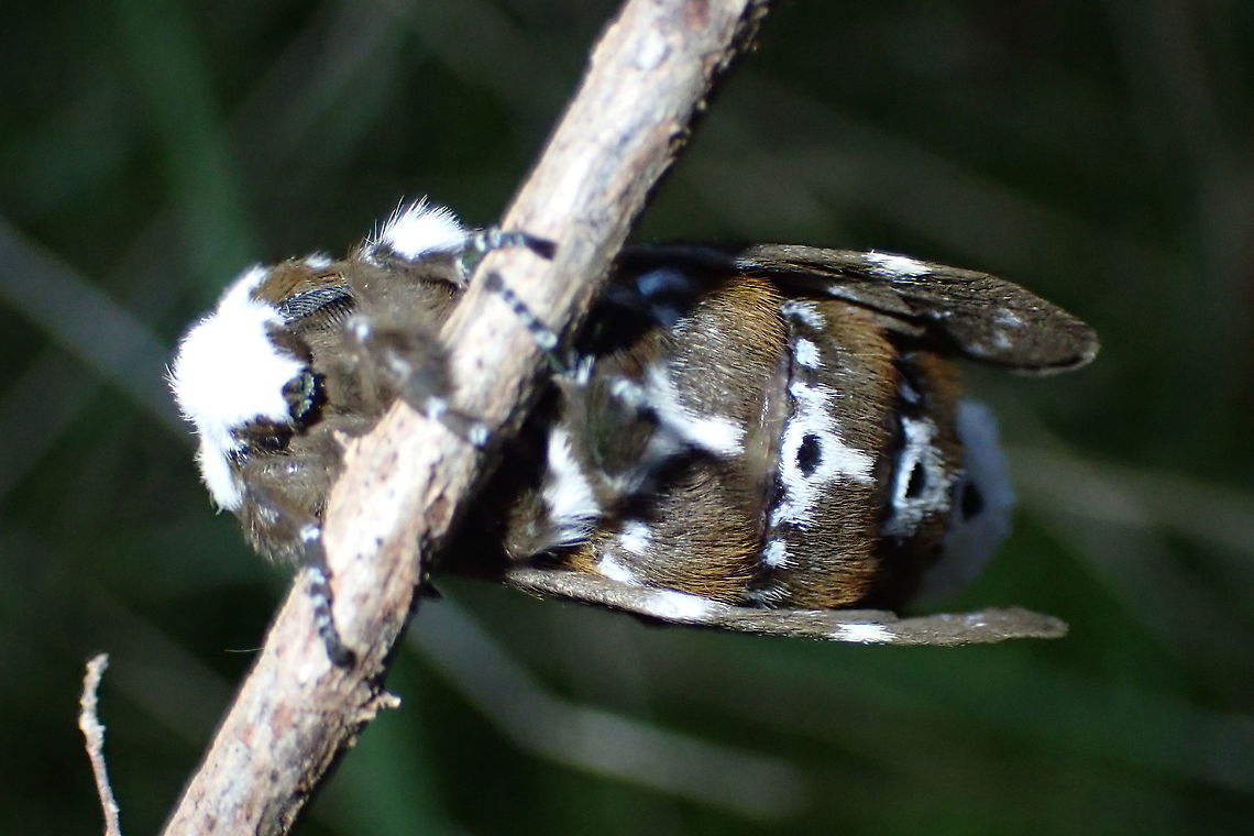 Crexa moth (Genduara punctigera) Ventral view<br />
<figure class="photo"><a href="https://www.jungledragon.com/image/94781/crexa_moth_genduara_punctigera.html" title="Crexa moth (Genduara punctigera)"><img src="https://s3.amazonaws.com/media.jungledragon.com/images/2532/94781_thumb.JPG?AWSAccessKeyId=05GMT0V3GWVNE7GGM1R2&Expires=1759968010&Signature=eSgopW8ZnsdweIMFnaCVLxGI7LQ%3D" width="200" height="134" alt="Crexa moth (Genduara punctigera) Rear end<br />
https://www.jungledragon.com/image/94779/crexa_moth_genduara_punctigera.html<br />
https://www.jungledragon.com/image/94780/crexa_moth_genduara_punctigera.html Australia,Genduara punctigera,Geotagged" /></a></figure><br />
<figure class="photo"><a href="https://www.jungledragon.com/image/94779/crexa_moth_genduara_punctigera.html" title="Crexa moth  (Genduara punctigera)"><img src="https://s3.amazonaws.com/media.jungledragon.com/images/2532/94779_thumb.JPG?AWSAccessKeyId=05GMT0V3GWVNE7GGM1R2&Expires=1759968010&Signature=qALA6a3hEsuHStuM7ECr%2BpHRcY8%3D" width="200" height="134" alt="Crexa moth  (Genduara punctigera) So late in the season for these it may have been on it&#039;s last legs. <br />
Found clinging to a twig of kunzea it didn&#039;t move in spite of my clumsy photographic efforts.<br />
In a local national park while searching for fungi.<br />
https://www.jungledragon.com/image/94781/crexa_moth_genduara_punctigera.html<br />
https://www.jungledragon.com/image/94780/crexa_moth_genduara_punctigera.html Australia,Crexa moth,Genduara punctigera,Geotagged,Moth" /></a></figure> Australia,Genduara punctigera,Geotagged