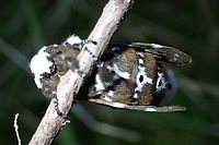 Crexa moth (Genduara punctigera) Ventral view<br />
https://www.jungledragon.com/image/94781/crexa_moth_genduara_punctigera.html<br />
https://www.jungledragon.com/image/94779/crexa_moth_genduara_punctigera.html Australia,Genduara punctigera,Geotagged