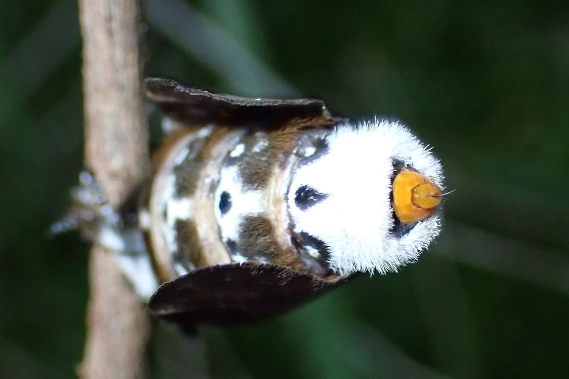 Crexa moth (Genduara punctigera) Rear end<br />
<figure class="photo"><a href="https://www.jungledragon.com/image/94779/crexa_moth_genduara_punctigera.html" title="Crexa moth  (Genduara punctigera)"><img src="https://s3.amazonaws.com/media.jungledragon.com/images/2532/94779_thumb.JPG?AWSAccessKeyId=05GMT0V3GWVNE7GGM1R2&Expires=1759968010&Signature=qALA6a3hEsuHStuM7ECr%2BpHRcY8%3D" width="200" height="134" alt="Crexa moth  (Genduara punctigera) So late in the season for these it may have been on it&#039;s last legs. <br />
Found clinging to a twig of kunzea it didn&#039;t move in spite of my clumsy photographic efforts.<br />
In a local national park while searching for fungi.<br />
https://www.jungledragon.com/image/94781/crexa_moth_genduara_punctigera.html<br />
https://www.jungledragon.com/image/94780/crexa_moth_genduara_punctigera.html Australia,Crexa moth,Genduara punctigera,Geotagged,Moth" /></a></figure><br />
<figure class="photo"><a href="https://www.jungledragon.com/image/94780/crexa_moth_genduara_punctigera.html" title="Crexa moth (Genduara punctigera)"><img src="https://s3.amazonaws.com/media.jungledragon.com/images/2532/94780_thumb.JPG?AWSAccessKeyId=05GMT0V3GWVNE7GGM1R2&Expires=1759968010&Signature=tCpW3ggNFVGhiAdGX7DdfTquFQA%3D" width="200" height="134" alt="Crexa moth (Genduara punctigera) Ventral view<br />
https://www.jungledragon.com/image/94781/crexa_moth_genduara_punctigera.html<br />
https://www.jungledragon.com/image/94779/crexa_moth_genduara_punctigera.html Australia,Genduara punctigera,Geotagged" /></a></figure> Australia,Genduara punctigera,Geotagged