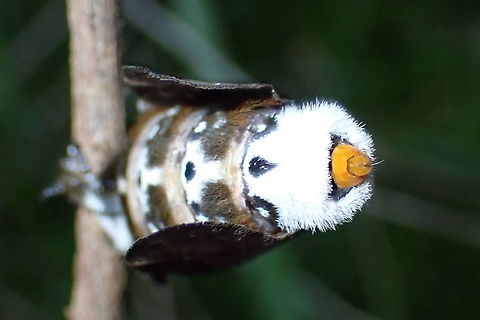 Crexa moth (Genduara punctigera) Rear end
https://www.jungledragon.com/image/94779/crexa_moth_genduara_punctigera.html
https://www.jungledragon.com/image/94780/crexa_moth_genduara_punctigera.html Australia,Genduara punctigera,Geotagged