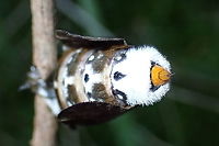 Crexa moth (Genduara punctigera) Rear end<br />
https://www.jungledragon.com/image/94779/crexa_moth_genduara_punctigera.html<br />
https://www.jungledragon.com/image/94780/crexa_moth_genduara_punctigera.html Australia,Genduara punctigera,Geotagged