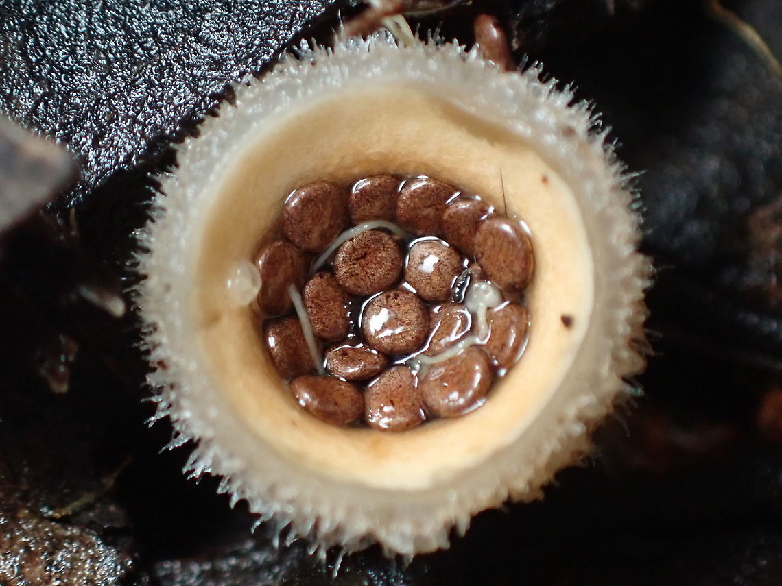 Nidula emodensis Cups about 5mm wide; smooth inner walls; furry outer walls; peridioles &lt; 1mm wide and brown to dark brown.<br />
Found on small pieces of moist timer. <br />
Mt. StLeonards, Victoria, Australia Australia,Geotagged,Nidula emodensis,nidulaceae