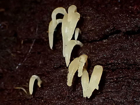 Mucronella pendula At last I found some.
Up inside a large old damp log.. a very dubious location for an arm with snakes still cruising around. Australia,Geotagged,Mucronella pendula,TG6,mucronella pendula