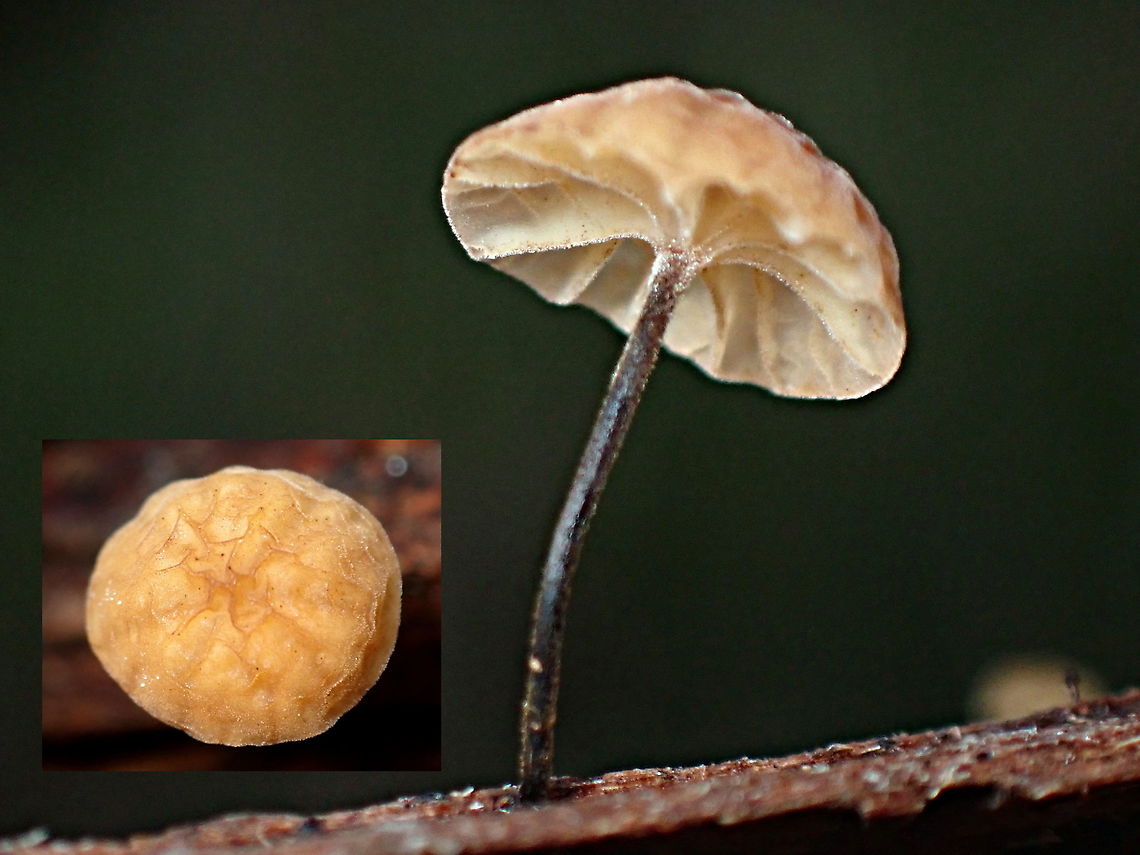 Marasmius alveolaris Small, attractive and delicate musrooms from moist timber. About 25mm tall and 12mm wide. Australia,Geotagged,Marasmius alveolaris
