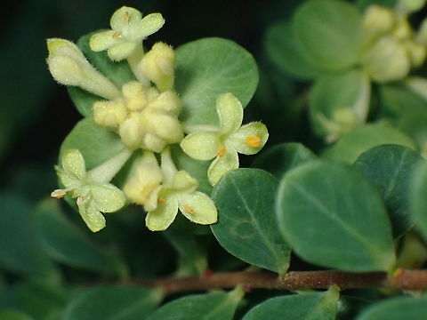 Yellow Rice Flower (Pimelea flava ssp. flava) Found in dry eucalyptus woodland where it was dominating the understory. Australia,Geotagged,Pimelea flava