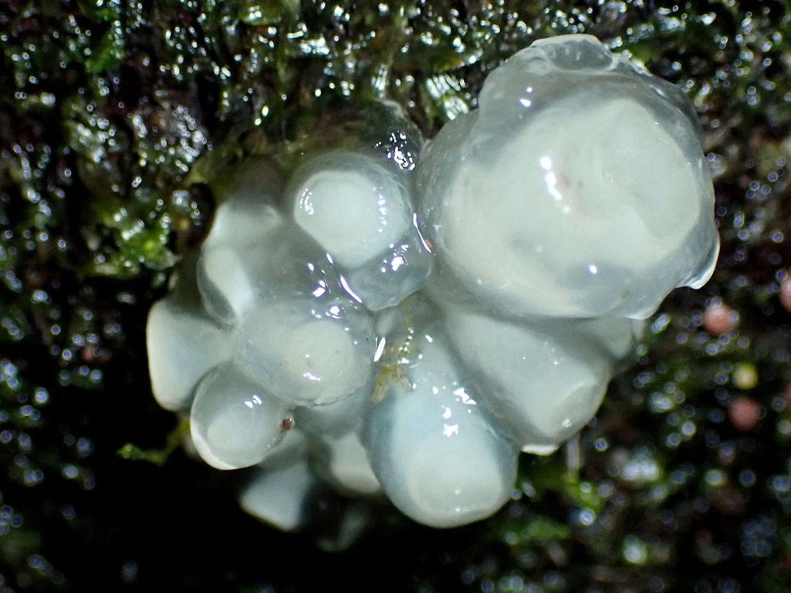 Cups in Jelly Tiny white cup shapes embedded in clear gel the largest about 3mm across.<br />
Several clusters growing on a large Sassafras trunk in a very wet and dark rainforest. Ascomycota,Australia,Geotagged