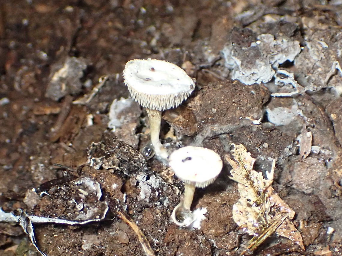 Beenak Long Tooth Beenakia dacostae<br />
Lifer and lucky find of the day. These small whiite mushrooms were at the end of a loose line of similar mycena but attracted my eye due to a slightly different shape. I only took one distant shot (as the area looked unfriendly) and onyl found out what they were on the laptop at home. Only one species in the genus and getting scarce now as original non-eucalyptus rainforest shrinks. Australia,Beenak Long Tooth,Beenakia dacostae,Geotagged