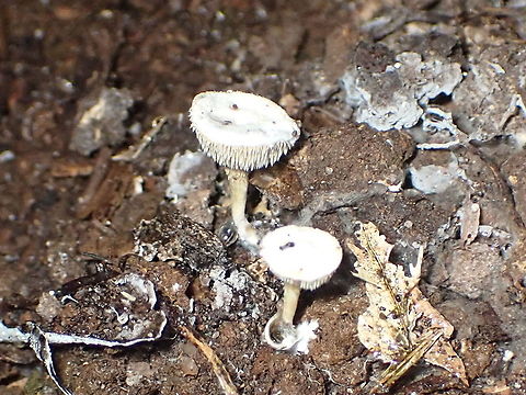 Beenak Long Tooth Beenakia dacostae
Lifer and lucky find of the day. These small whiite mushrooms were at the end of a loose line of similar mycena but attracted my eye due to a slightly different shape. I only took one distant shot (as the area looked unfriendly) and onyl found out what they were on the laptop at home. Only one species in the genus and getting scarce now as original non-eucalyptus rainforest shrinks. Australia,Beenak Long Tooth,Beenakia dacostae,Geotagged