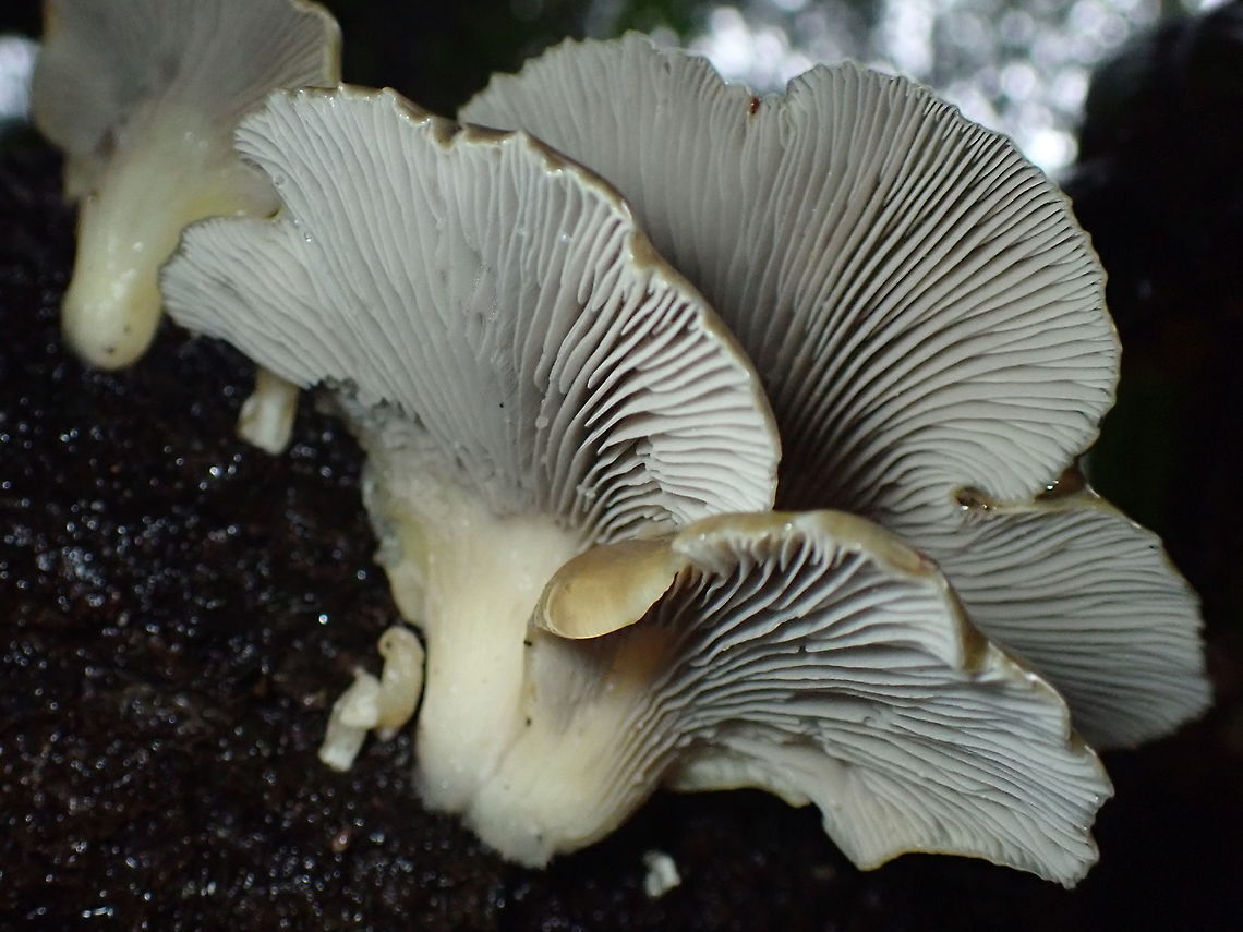 Purple-Olive oyster mushrooms About 100mm wide attractive olive topped oyster mushrooms growing on a large Nothofagus in a rainforest reserve. Australia,Geotagged,Pleurotus,Pleurotus purpureo-olivaceus,nothofagus