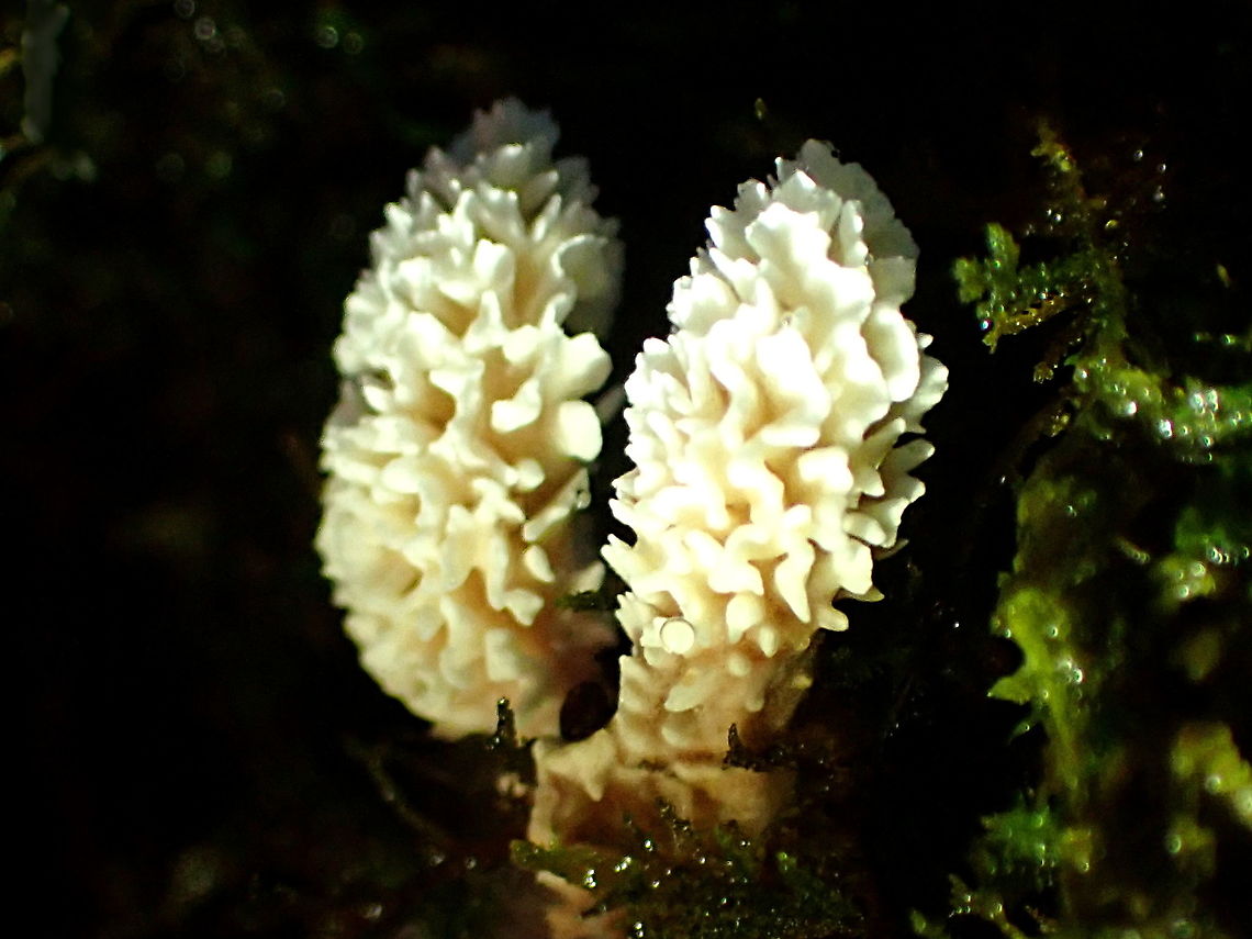 Xylaria spp. anamorph This is likely an anamorph of Xylaria. Thanks Christine Young.<br />
About 5mm tall growing from the crevices in a treefern in a very damp and dark rainforest. <br />
The external folds were clean white and the core is pink. There was a good amount of mycelia attached yet somewaht tangled with mosses. This photo has the lighting subdued in an attempt to get detail on the heads. Next shot is more realistic colour.<br />
<figure class="photo"><a href="https://www.jungledragon.com/image/96022/xylaria_spp._anamorph.html" title="Xylaria spp. anamorph"><img src="https://s3.amazonaws.com/media.jungledragon.com/images/2532/96022_thumb.JPG?AWSAccessKeyId=05GMT0V3GWVNE7GGM1R2&Expires=1770854410&Signature=TMh3zSkpJq7rH6gzm4V1ymb9GLk%3D" width="200" height="150" alt="Xylaria spp. anamorph Spore revealed nothing supporting the idea of an anamorph.<br />
https://www.jungledragon.com/image/96021/morel_or_gyromitra_wannabes.html Xylaria" /></a></figure> Australia,Geotagged