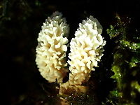 Xylaria spp. anamorph This is likely an anamorph of Xylaria. Thanks Christine Young.<br />
About 5mm tall growing from the crevices in a treefern in a very damp and dark rainforest. <br />
The external folds were clean white and the core is pink. There was a good amount of mycelia attached yet somewaht tangled with mosses. This photo has the lighting subdued in an attempt to get detail on the heads. Next shot is more realistic colour.<br />
https://www.jungledragon.com/image/96022/morel_or_gyromitra_wannabes.html Australia,Geotagged