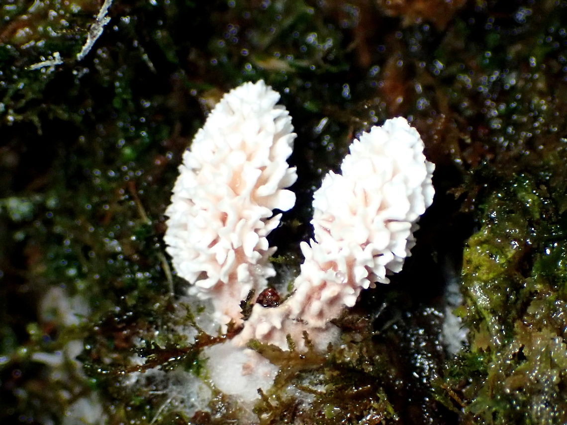 Xylaria spp. anamorph Spore revealed nothing supporting the idea of an anamorph.<br />
<figure class="photo"><a href="https://www.jungledragon.com/image/96021/xylaria_spp._anamorph.html" title="Xylaria spp. anamorph"><img src="https://s3.amazonaws.com/media.jungledragon.com/images/2532/96021_thumb.JPG?AWSAccessKeyId=05GMT0V3GWVNE7GGM1R2&Expires=1759968010&Signature=kbVOc24cb631VrlyN%2Fm0WdIeFH4%3D" width="200" height="150" alt="Xylaria spp. anamorph This is likely an anamorph of Xylaria. Thanks Christine Young.<br />
About 5mm tall growing from the crevices in a treefern in a very damp and dark rainforest. <br />
The external folds were clean white and the core is pink. There was a good amount of mycelia attached yet somewaht tangled with mosses. This photo has the lighting subdued in an attempt to get detail on the heads. Next shot is more realistic colour.<br />
https://www.jungledragon.com/image/96022/morel_or_gyromitra_wannabes.html Australia,Geotagged" /></a></figure> Xylaria