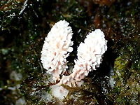 Xylaria spp. anamorph Spore revealed nothing supporting the idea of an anamorph.<br />
https://www.jungledragon.com/image/96021/morel_or_gyromitra_wannabes.html Xylaria