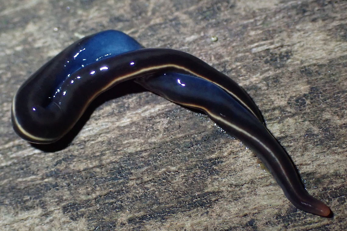 Blue geoplanarian Varying in length from 30 to 80mm depending on mood. ;-)<br />
Found under a large old log on our property with several other creatures including another member of the genus. Australia,Blue Garden Flatworm,Caenoplana coerulea,Geotagged