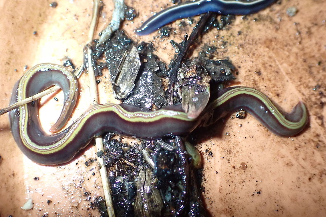 Two-toned flatworm (Caenoplana bicolor) Found under a large log with another in the genus. <br />
Must wonder how the deal with each other as they are both predatory carnivores.  Australia,Caenoplana bicolor,Geotagged,Two-tone Planarian,geoplanarian