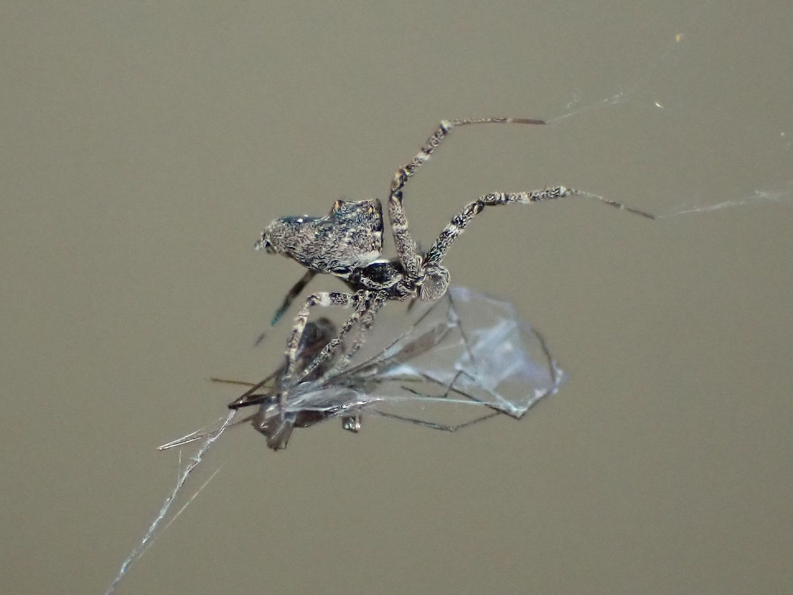 Little humped spider A communal species in the only family without venom; Uloboridae. <br />
Instead they wrap prey in a special silk which eventually crushes the victim to death. <br />
Digestive fluids are then used to make the whole package palatable.<br />
About 3.5mm long.   Australia,Geotagged,Philoponella congregabilis
