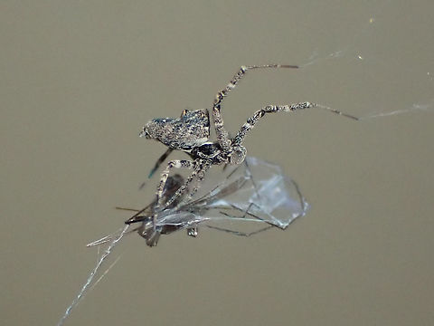 Little humped spider A communal species in the only family without venom; Uloboridae. 
Instead they wrap prey in a special silk which eventually crushes the victim to death. 
Digestive fluids are then used to make the whole package palatable.
About 3.5mm long.   Australia,Geotagged,Philoponella congregabilis